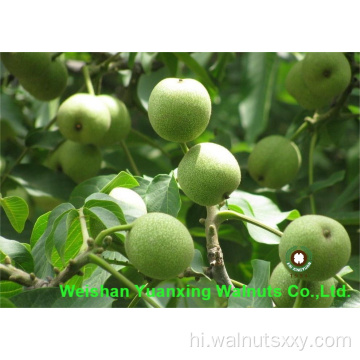 शीर्ष गुणवत्ता वाले अखरोट गुनगुनाहट हल्के रंग थोक टुकड़े